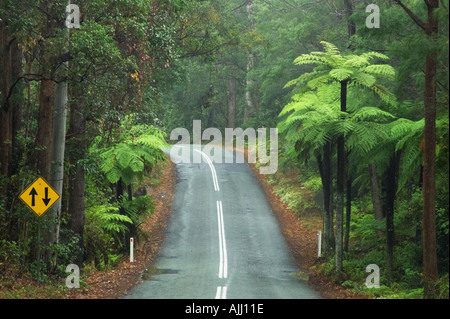 Route de Parc National de Springbrook Arrière-pays de la Gold Coast Queensland Australie Banque D'Images