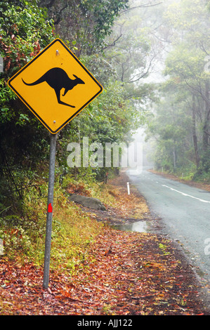 Inscrivez-kangourou et route de Parc National de Springbrook Arrière-pays de la Gold Coast Queensland Australie Banque D'Images