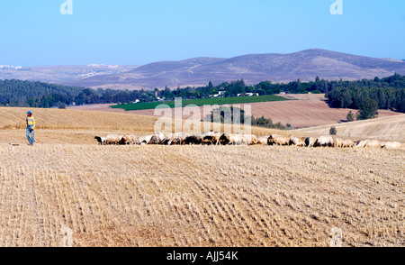 Désert du Néguev Israël berger bédouin et son troupeau de moutons Banque D'Images