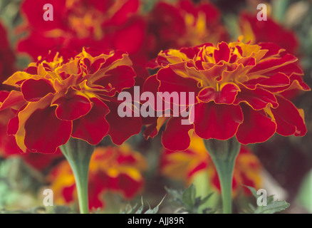 Tagetes patula 'Durango Red' (oeillet) Hybride F1. Close up of red fleurs de souci. Banque D'Images