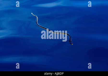 À ventre jaune Serpent Pelamis platurus mer Océan Pacifique Costa Rica Banque D'Images