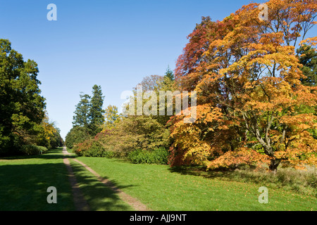 Couleurs d'automne le long de la Voie verte dans le bois de la soie à Westonbirt Arboretum dans le village de Cotswold, Westonbirt Gloucestershire Banque D'Images