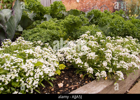 Au jardin potager bio, Ryton, Warwickshire Banque D'Images