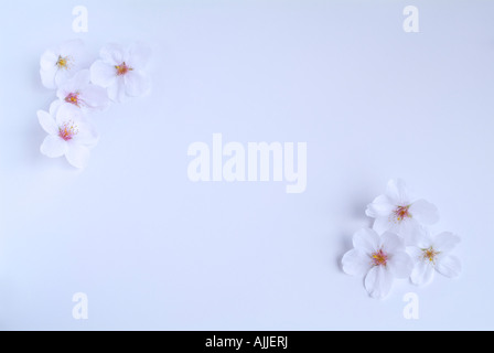 Cerisiers en fleurs Banque D'Images