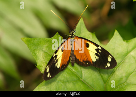 Papillon HELICONIUS ISMENIUS Mindo en Equateur Banque D'Images