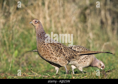 Orsque Le Faisan de Colchide Phasianus colchicus debout sur la voie de l'herbe à la recherche d'alimentation alerte et Bedfordshire Potton Banque D'Images