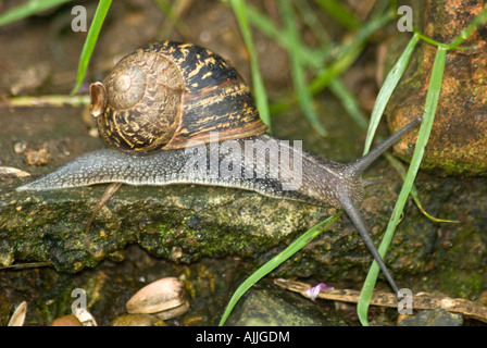 Helix aspersa (Escargot) Banque D'Images