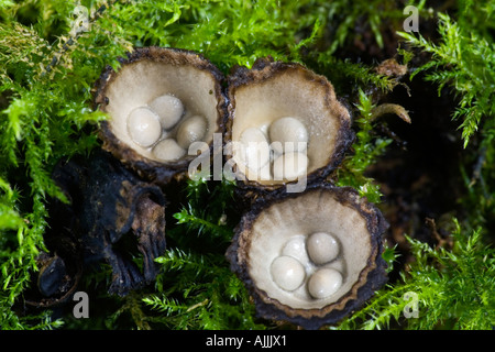 Les oiseaux nichent à cannelures Cyathus striatus champignons poussant dans le Bedfordshire bois Potton Banque D'Images