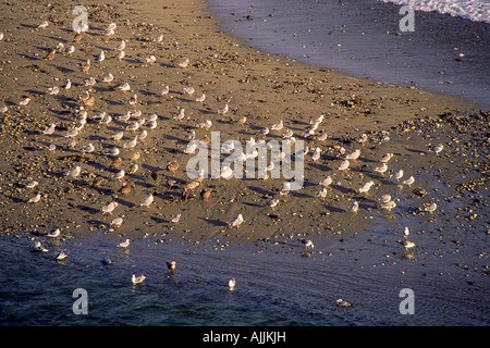 Troupeau de mouettes à l'embouchure de la rivière Big Sur, dans Andrew Molera State Park, côte de Big Sur, Californie, USA Banque D'Images