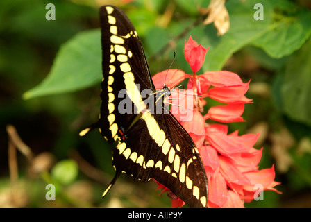 PAPILIO THOAS papillon machaon ou Roi Mindo en Equateur Banque D'Images