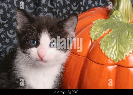 Chaton noir et blanc assis par une plaque Halloween Citrouille Banque D'Images