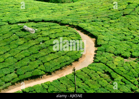 Les célèbres plantations de thé de Munnar, Kerala, Inde Banque D'Images