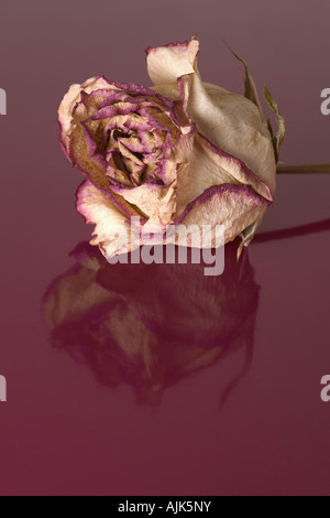Un s'est évanoui et flétri rose (Rosa sp) sur fond violet. Rose (Rosa sp) fanée et desséchée photographiée en studio. Banque D'Images