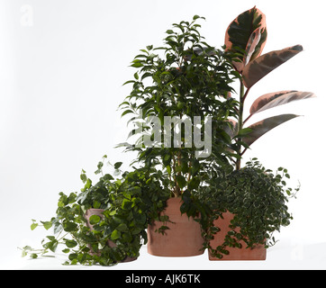 Plante Banque D'Images