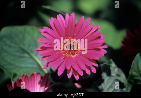 Close up of Gerbera flower Banque D'Images