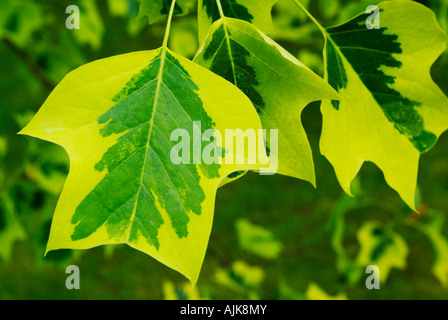 La Feuille de tulipier de Virginie, Liriodendron tulipifera Banque D'Images