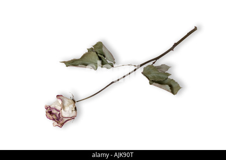 Un s'est évanoui et flétri se levait sur un fond blanc. Rose (Rosa sp) fanée et desséchée photographiée en studio sur fond blanc. Banque D'Images