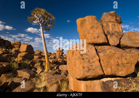 Quivertree géant à l'aire de jeu, la Namibie Banque D'Images