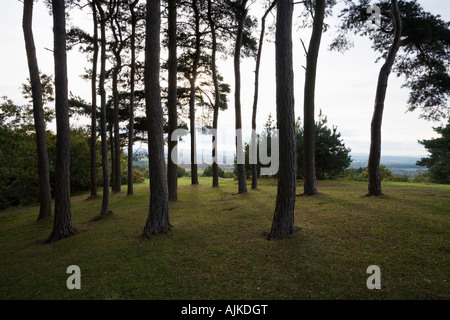 Pins sur la Clément Hills près de Birmingham en Angleterre Worcestershire Banque D'Images