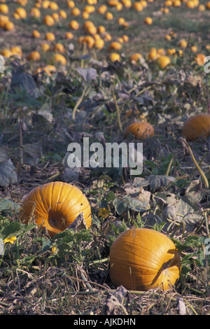 Domaine rempli de citrouilles au moment de la récolte, Ontario Canada Banque D'Images