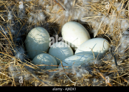 Canada goose Easter eggs Banque D'Images