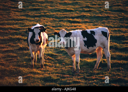 Le pâturage des vaches laitières Holstein en fin d'après-midi la lumière dans le sud de comté de Lancaster en Pennsylvanie USA Banque D'Images