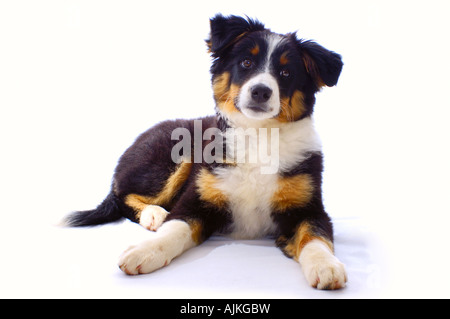 Chiot, isolated on white Banque D'Images