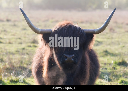 Highland Cow sur Norfolk Marais Pâturage Banque D'Images