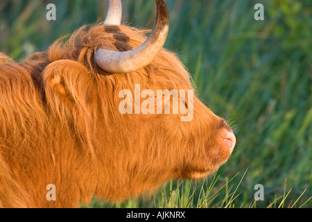 Taureau Highland cattle Banque D'Images