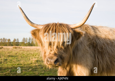 Highland Cow sur Norfolk Marais Pâturage Banque D'Images