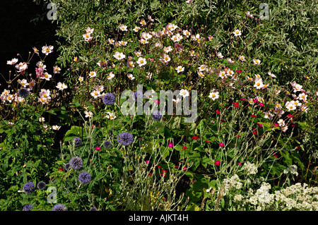 Anémone japonaise alium bleu et les bégonias rouges dans un jardin écossais Ecosse Perthshire Banque D'Images