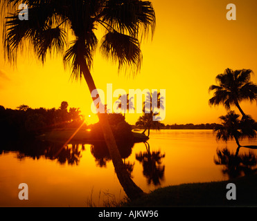 Palmiers sur Miami Beach Floride USA au coucher du soleil Banque D'Images
