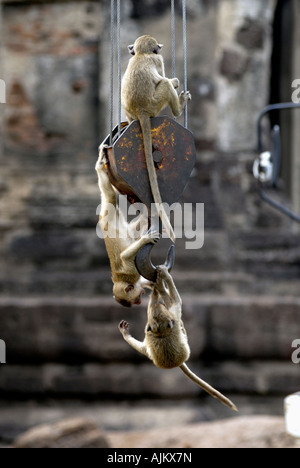 Les singes macaques à longue queue jouant dans Lopburi, Thaïlande sur une grue mobile Banque D'Images