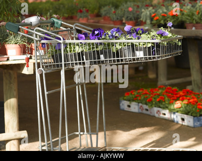 Panier avec des plantes Banque D'Images