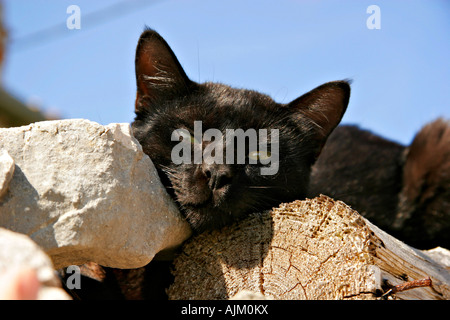 Schwarze Katze auf der Insel Vele Srakane Kvarner Bucht | Croatie, chat noir sur l'Île Vele Srakane Baie de Kvarner Banque D'Images