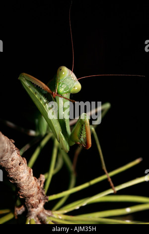 La mante religieuse, Mantis religiosa, jambe avant nettoyage Banque D'Images