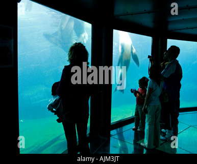 Les lions de mer piscine dans le réservoir à Nausicaa Centre National de la Mer Boulogne-sur-Mer du Nord de la France avec les visiteurs à regarder Banque D'Images