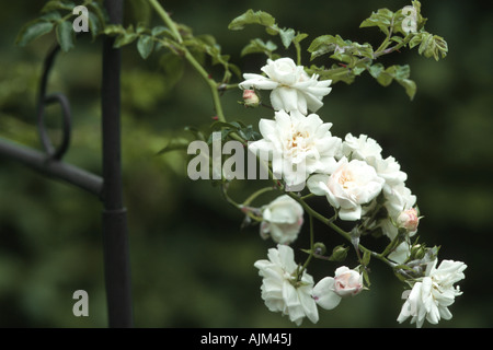 Rose (Rosa 'Sander's White Rambler', Rosa Sander's Rambler blanc), blooming Banque D'Images