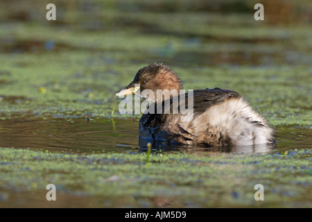 Grèbe CASTAGNEUX Tachybaptus ruficollis Banque D'Images