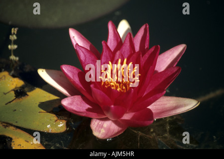 Nénuphar nénuphar (Nymphaea, spec.), fleur Banque D'Images