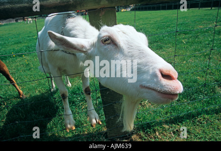 Chèvre sur une ferme biologique Herts UK Septembre Banque D'Images