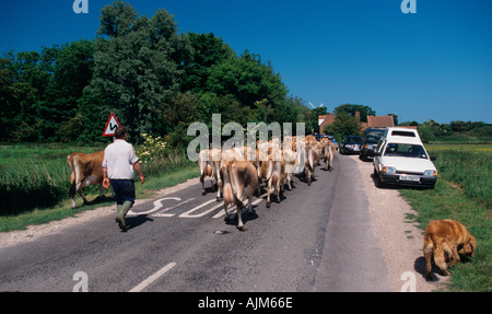 Jersey vaches au milking Time Burnham Overy Norfolk UK Summer Banque D'Images