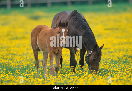 Mare Poulain dans la prairie de renoncule Banque D'Images