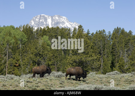 American bison, Bison (Bison bison), à Grand Teton National Park, USA, Wyoming, Grand Teton NP Banque D'Images