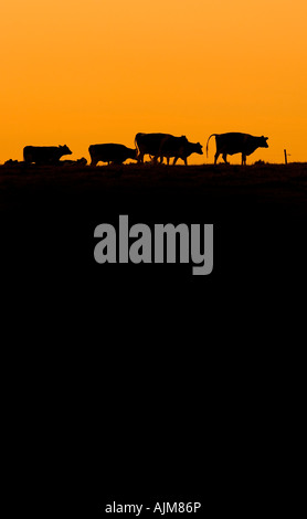 Les vaches silhouetté contre un ciel jaune. Photo par Jim Holden. Banque D'Images