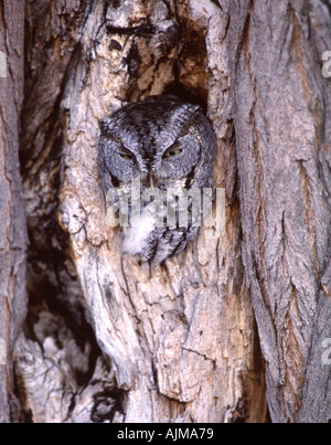Petit-duc maculé la verticale Banque D'Images