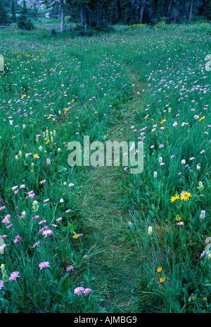 Sentiers battus par wildflower meadow Rocky Mtn l Nat Park CO Banque D'Images