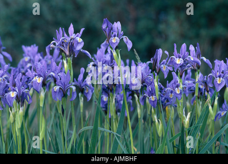 Close up de croissance au printemps d'un jardin de fleurs sauvages de Rocky Mountain Rocky Iris missouriensis iris Mtns CO Banque D'Images