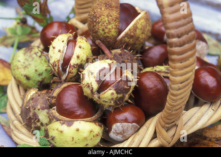 Petit Trug de Conkers. L'châtaignes - Aesculus hippocastanum. Banque D'Images