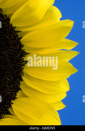 Close up l'article de tête de tournesol - Helianthus annus contre fond bleu. Banque D'Images